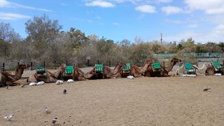 GC-Camello Safari (Maspalomas)-20.jpg